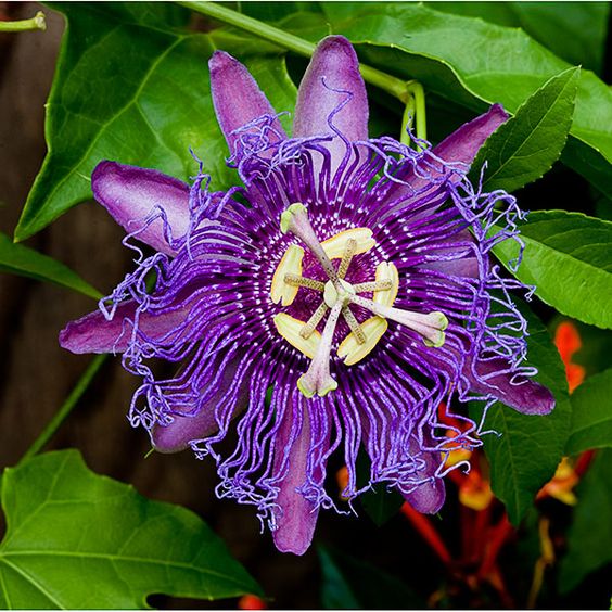 Passionflower EZ Herbs, Texas Medicinals, Gracies Garden