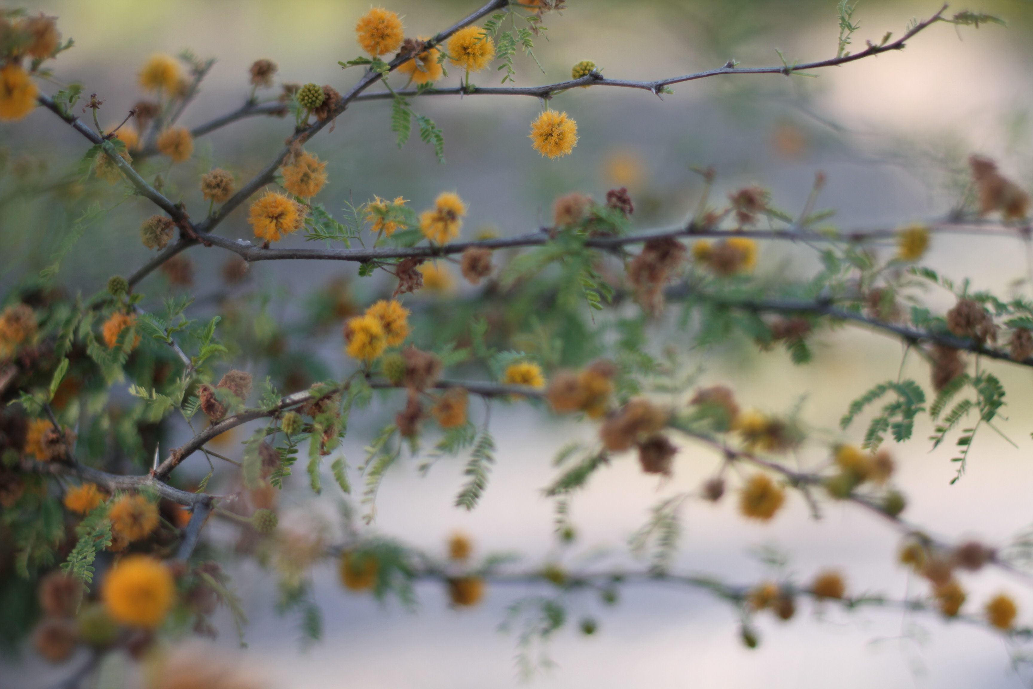 Huisache Moonflower Herb Fest 2018